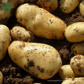 fournisseurs de pommes de terre fraîches du Bangladesh